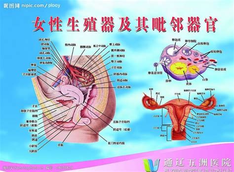 女人形|女性生殖系統